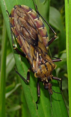 Réf. 135 307 : Panstrongylus lignarius