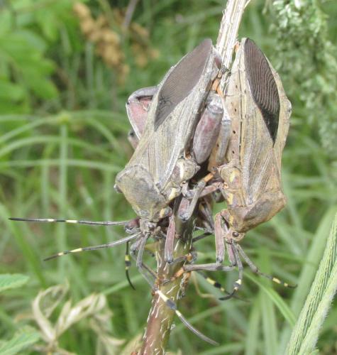 Réf. 135 800 : Thasus rutilus