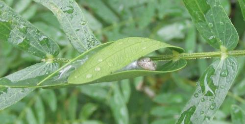 Hentzia sp.