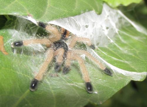 Avicularia sp.