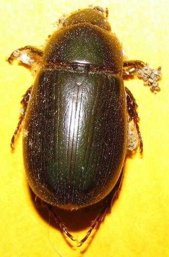 Dyscinetus sp.