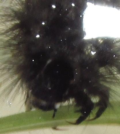 Paracles sp.
