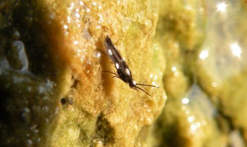 Stactobia furcata