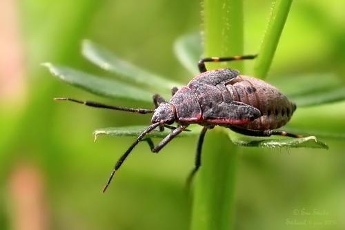 Réf. 135 654 : Deraeocoris trifasciatus