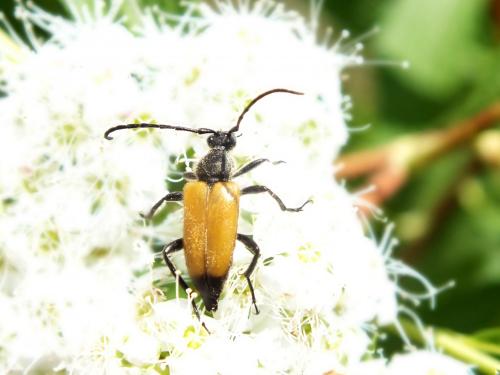 Réf. 135 233 : Stictoleptura fulva