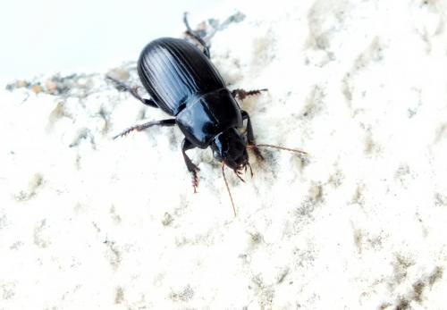 Réf. 135 441 : Harpalus serripes