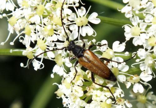 Anastrangalia sanguinolenta