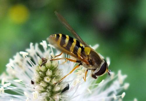 Réf. 135 235 : Syrphus ribesii
