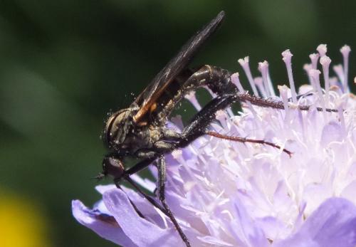Réf. 135 519 : Empis tessellata