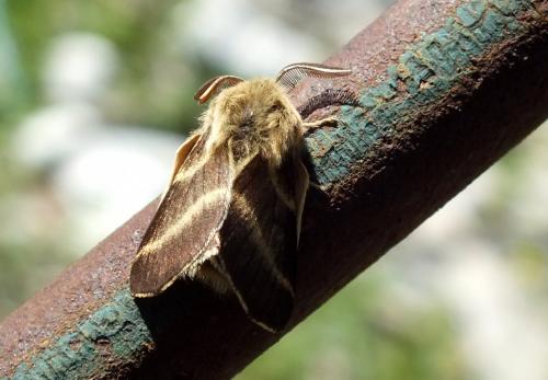 Malacosoma alpicola