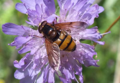 Réf. 135 579 : Volucella inanis