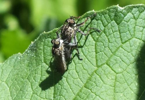 Asilinae