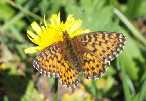 Boloria titania