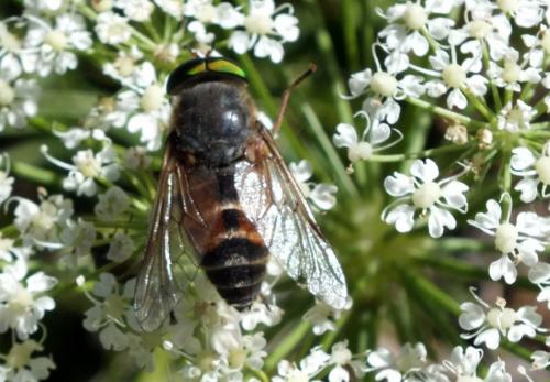 Philipomyia aprica