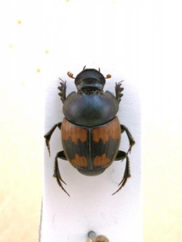 Réf. 135 498 : Onthophagus sp.