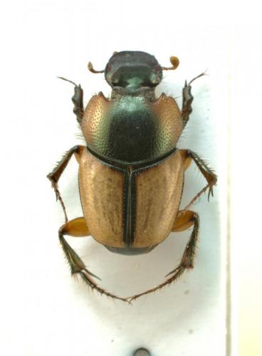 Onthophagus senegalensis