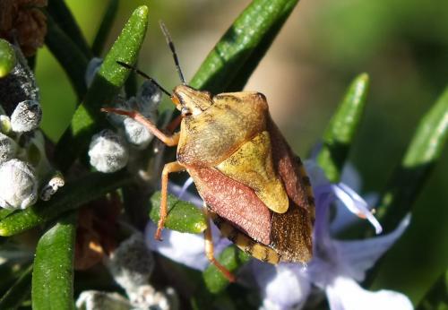 Carpocoris pudicus