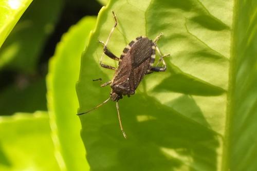 Réf. 135 577 : Ceraleptus gracilicornis