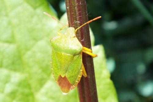 Palomena prasina