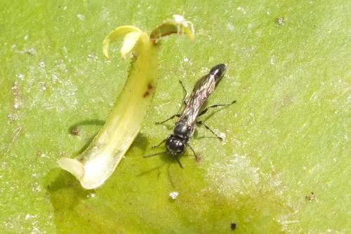Trypoxylon sp.