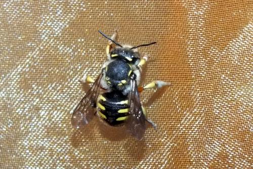 Anthidium manicatum