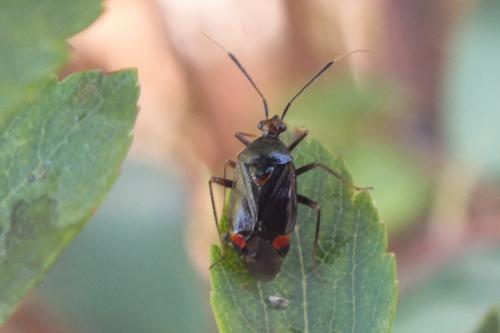 Deraeocoris ruber
