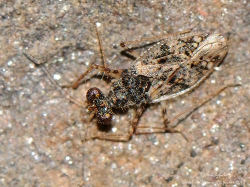 Leptopus marmoratus