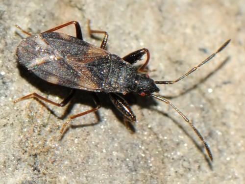 Taphropeltus andrei
