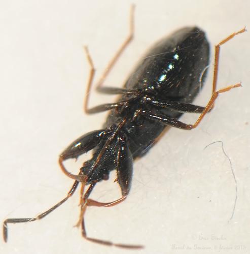 Taphropeltus andrei