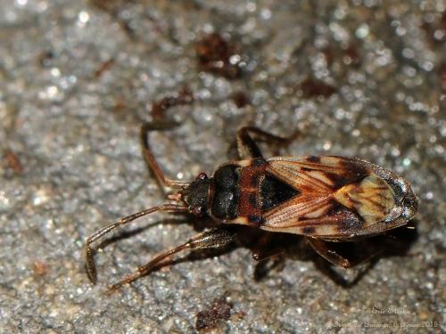 Scolopostethus sp.