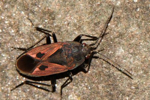 Rhyparochromus phoeniceus
