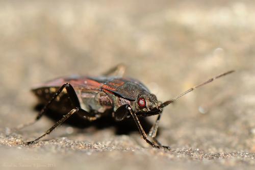 Rhyparochromus phoeniceus