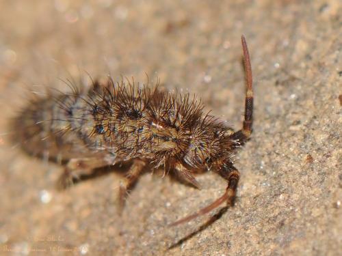 Réf. 135 344 : Orchesella villosa