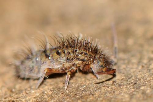 Réf. 135 345 : Orchesella villosa