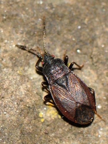 Drymus brunneus