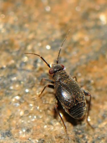 Réf. 135 289 : Chlamydatus evanescens