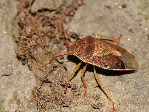 Réf. 135 941 : Piezodorus lituratus