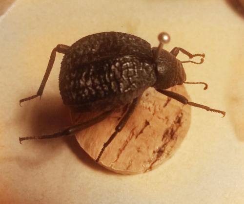 Adesmia sp.
