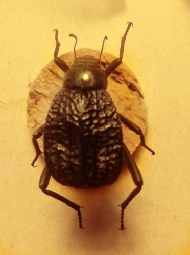 Adesmia sp.