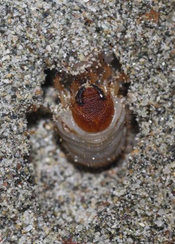 Calicnemis latreillii