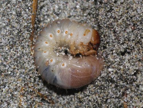Calicnemis latreillii