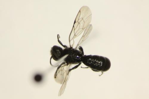 Chelostoma sp.