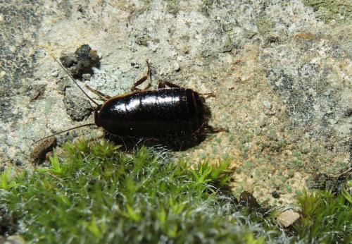 Réf. 135 700 : Loboptera sp.