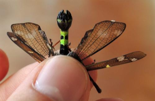 Erianthus sp.
