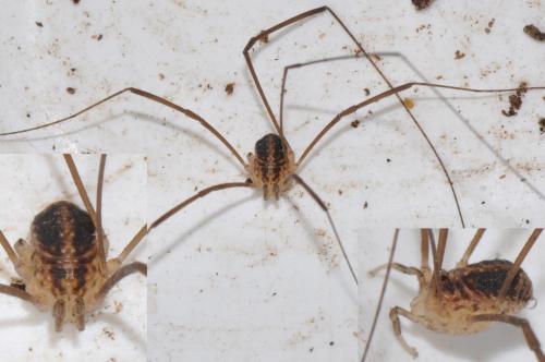 Réf. 135 327 : Nelima silvatica