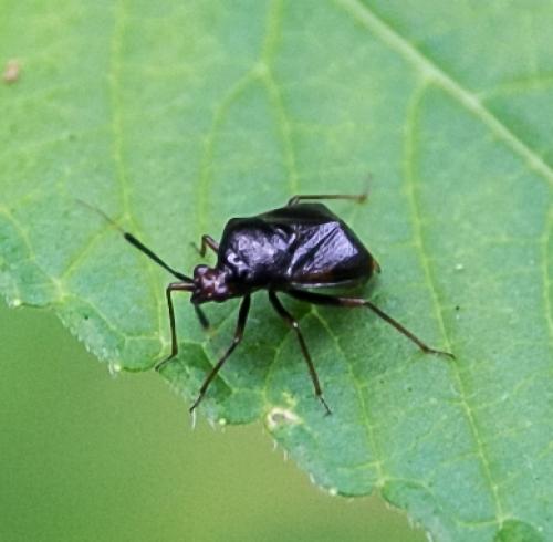 Réf. 135 293 : Deraeocoris ruber
