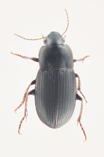 Réf. 135 459 : Harpalus anxius