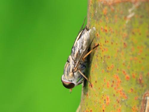 Tabanus striatus