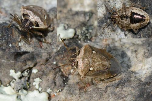 Réf. 135 330 : Eysarcoris ventralis