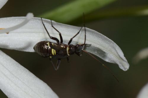 Réf. 135 464 : Hadrodemus m-flavum
